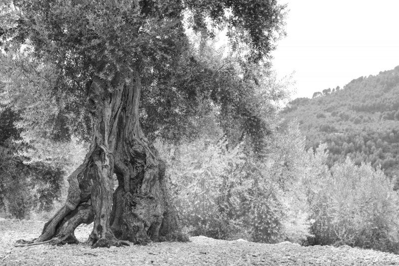 ]WalkingStick[