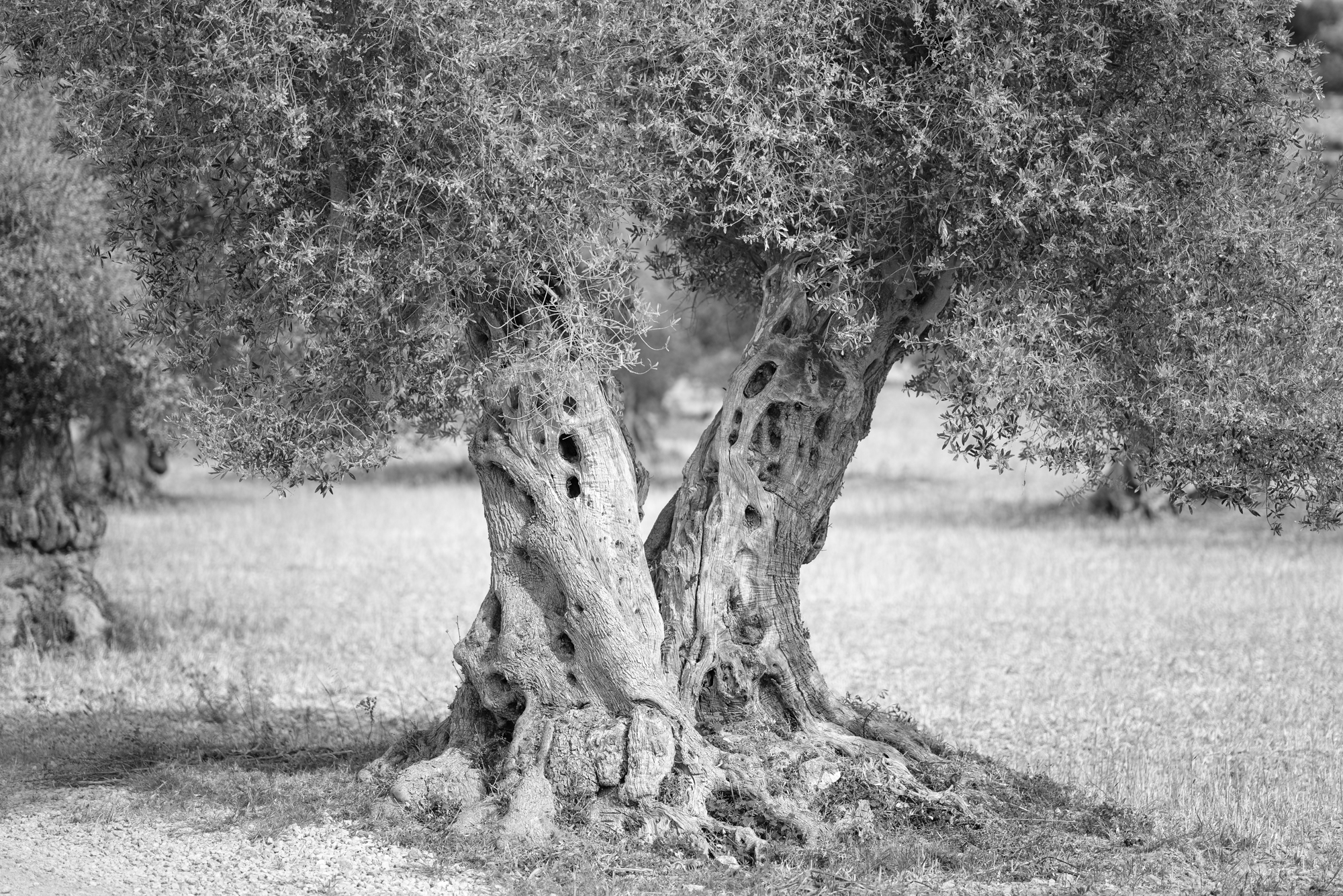 Mallorca Olivenbaum Mats
