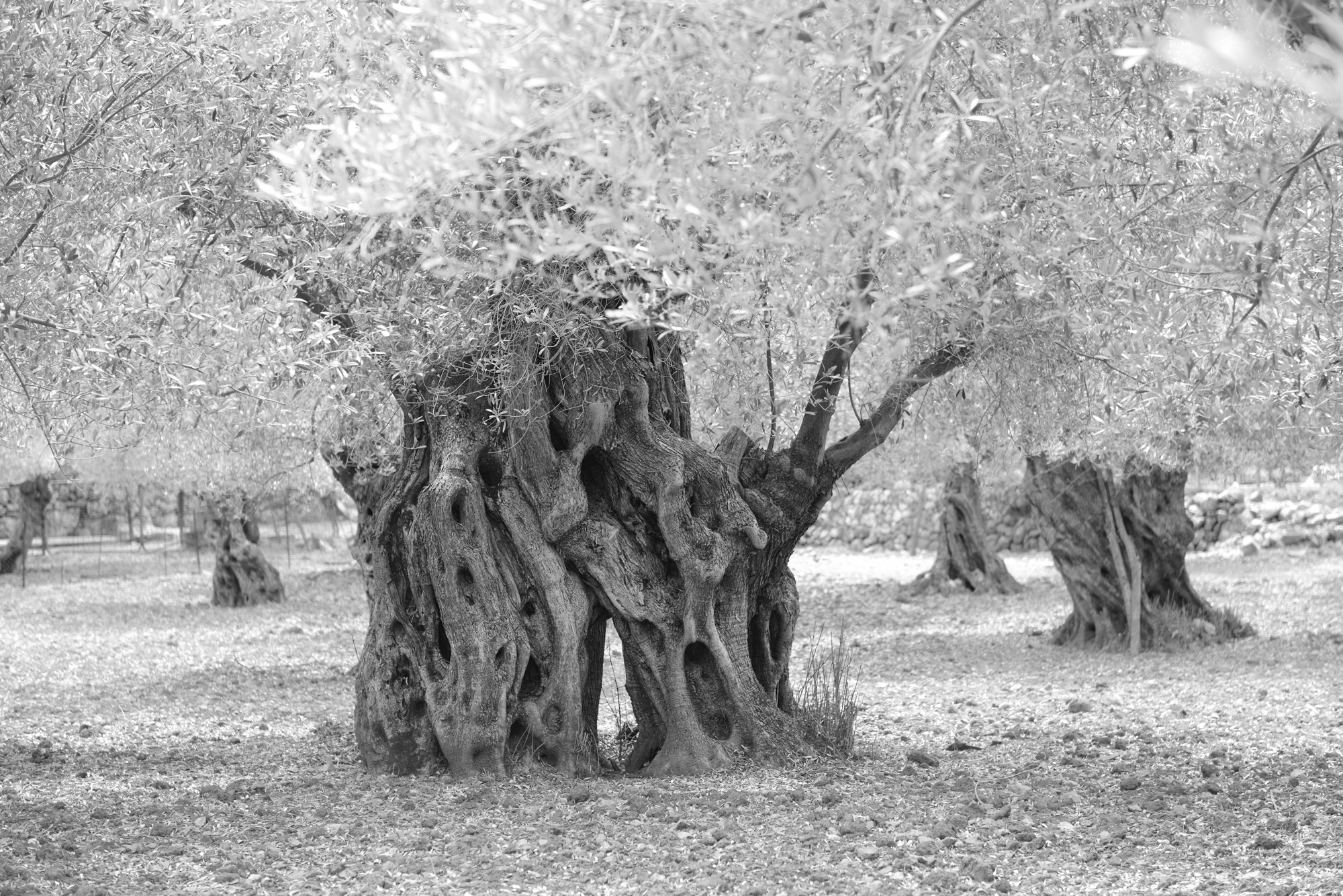 Mallorca Olivenbaum Barbara